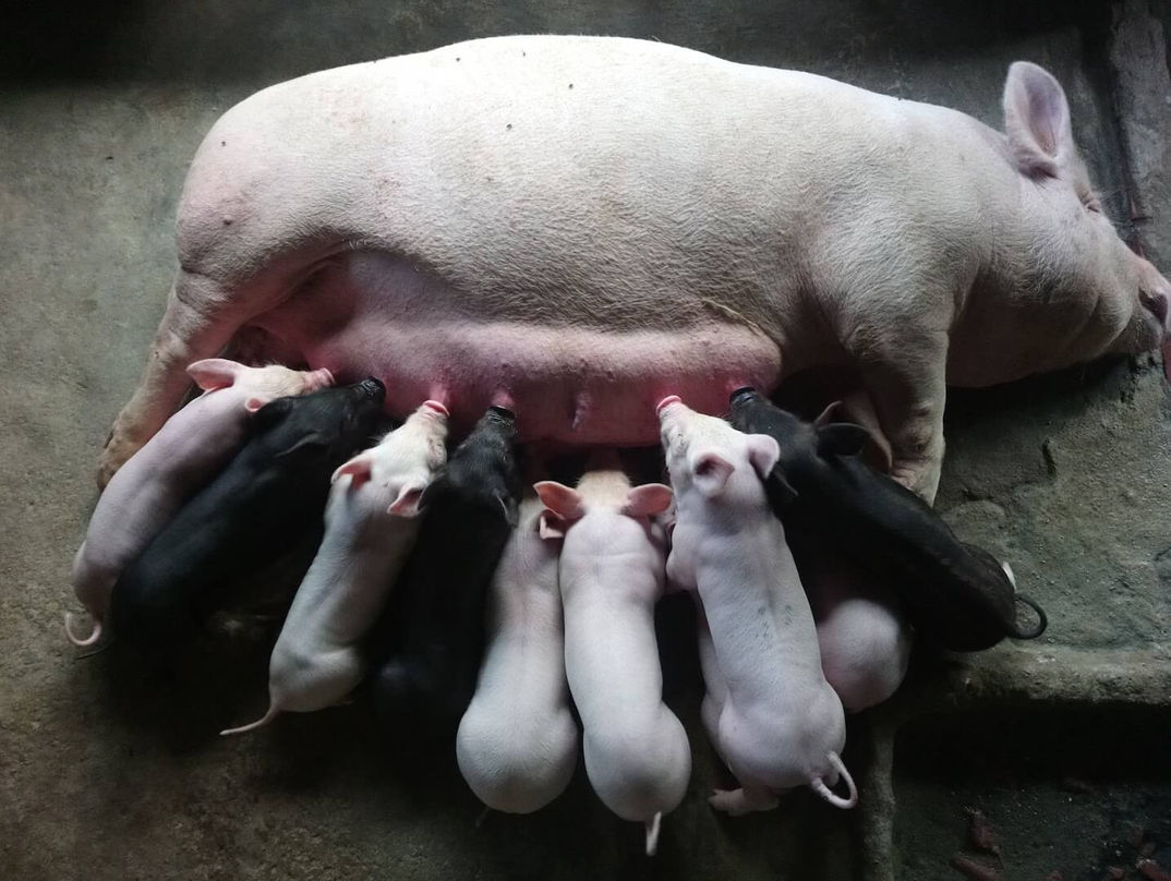 Hoi An Rural Villages + Teh Dar Show