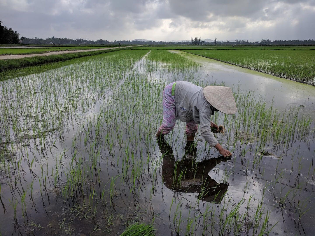 Hoi An Rural Villages + Teh Dar Show