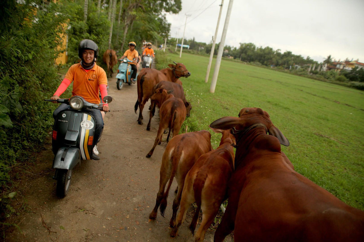 Hoi An Countryside & Islands Explorer