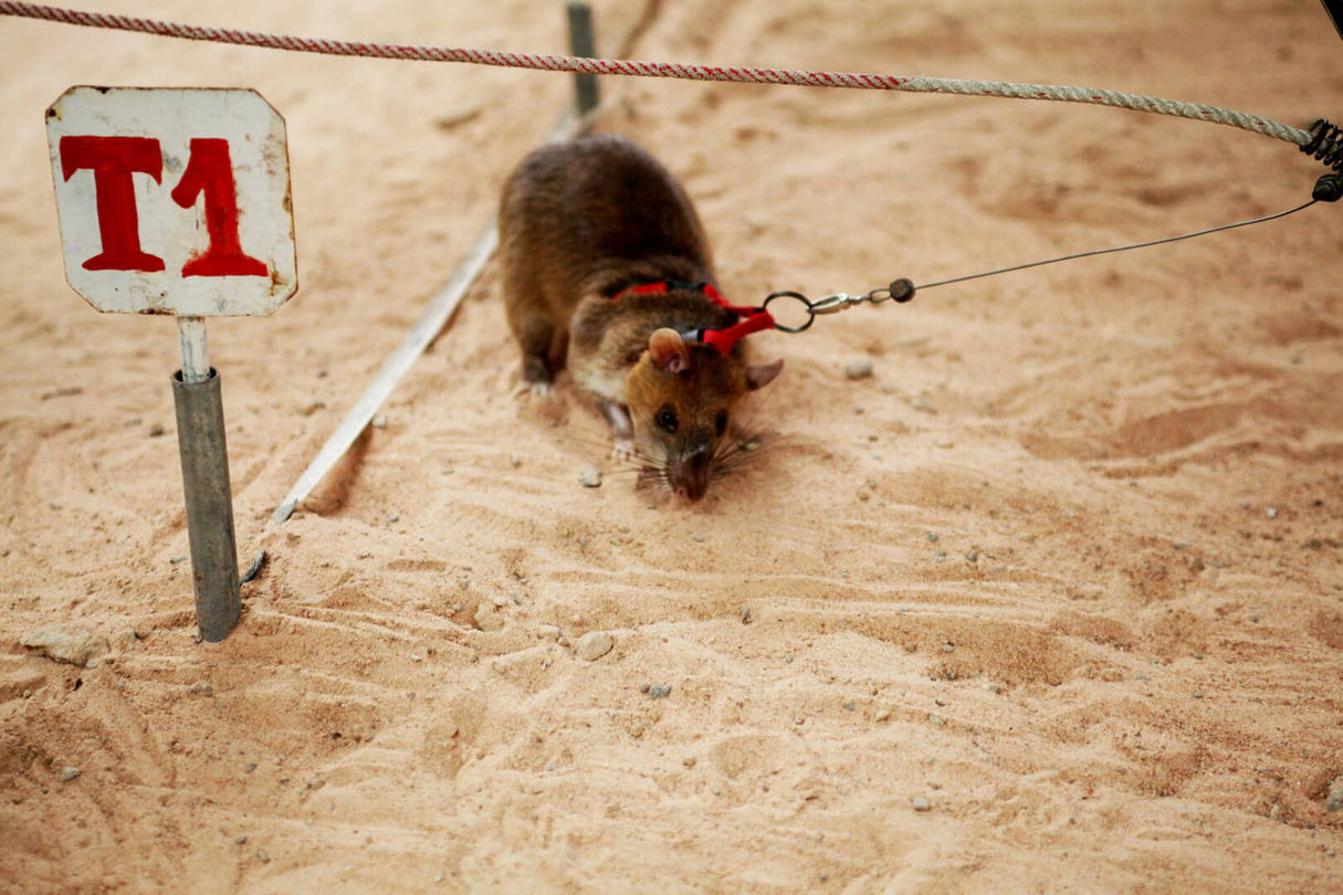 Countryside Life Tour - Siem Reap